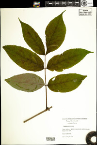 Fraxinus americana image