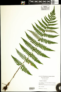 Dryopteris marginalis image