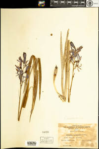 Camassia scilloides image