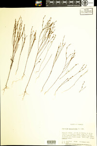 Hypericum gentianoides image
