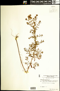 Hypericum perforatum image