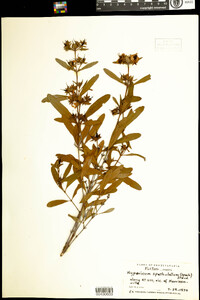 Hypericum prolificum image