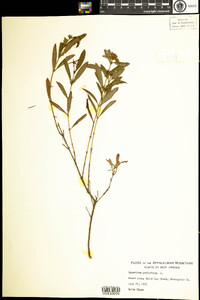 Hypericum prolificum image