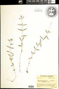 Epilobium palustre image