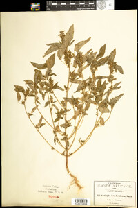 Image of Acalypha neomexicana