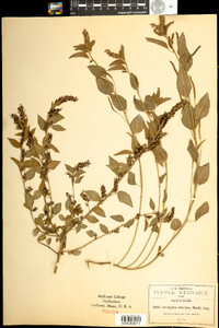 Image of Acalypha obscura