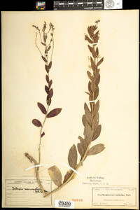 Image of Argythamnia mercurialina