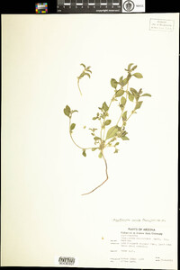 Argythamnia serrata image