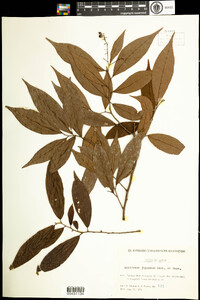 Image of Antidesma japonicum