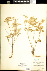 Image of Croton pottsii