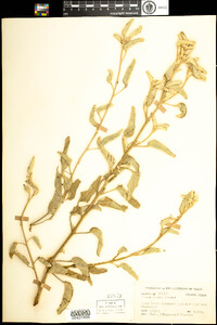 Image of Croton parksii