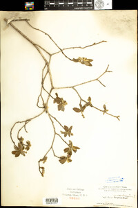Image of Croton suaveolens