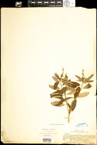 Image of Croton incanus