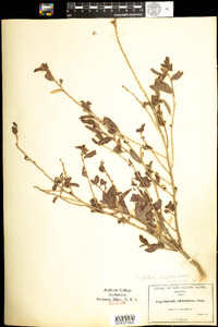 Image of Argythamnia adenophora