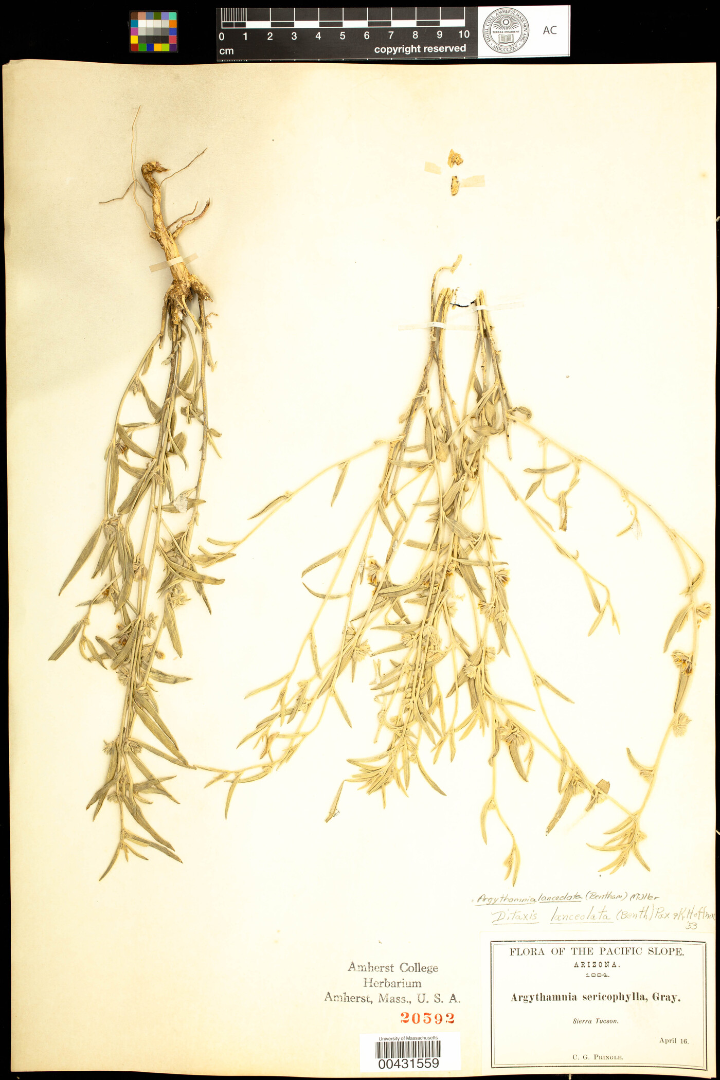 Argythamnia lanceolata image