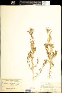 Argythamnia serrata image