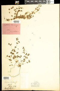 Euphorbia chamaesyce image