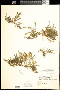 Chamaesyce prostrata image