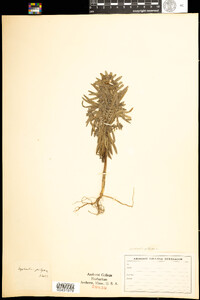Euphorbia pithyusa image