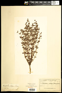 Chamaesyce villifera image
