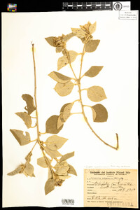 Image of Croton subpannosus
