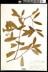 Image of Anodendron affine