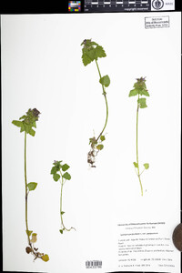 Lamium purpureum image