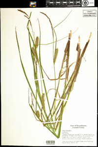 Carex vesicaria image