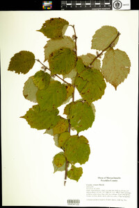 Corylus cornuta image