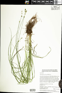 Carex rosea image