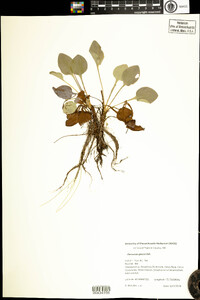 Parnassia glauca image