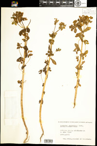 Euphorbia pterococca image