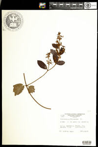 Image of Ichnocarpus frutescens