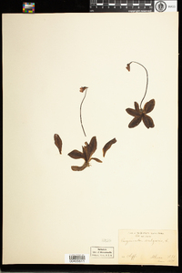 Pinguicula vulgaris image