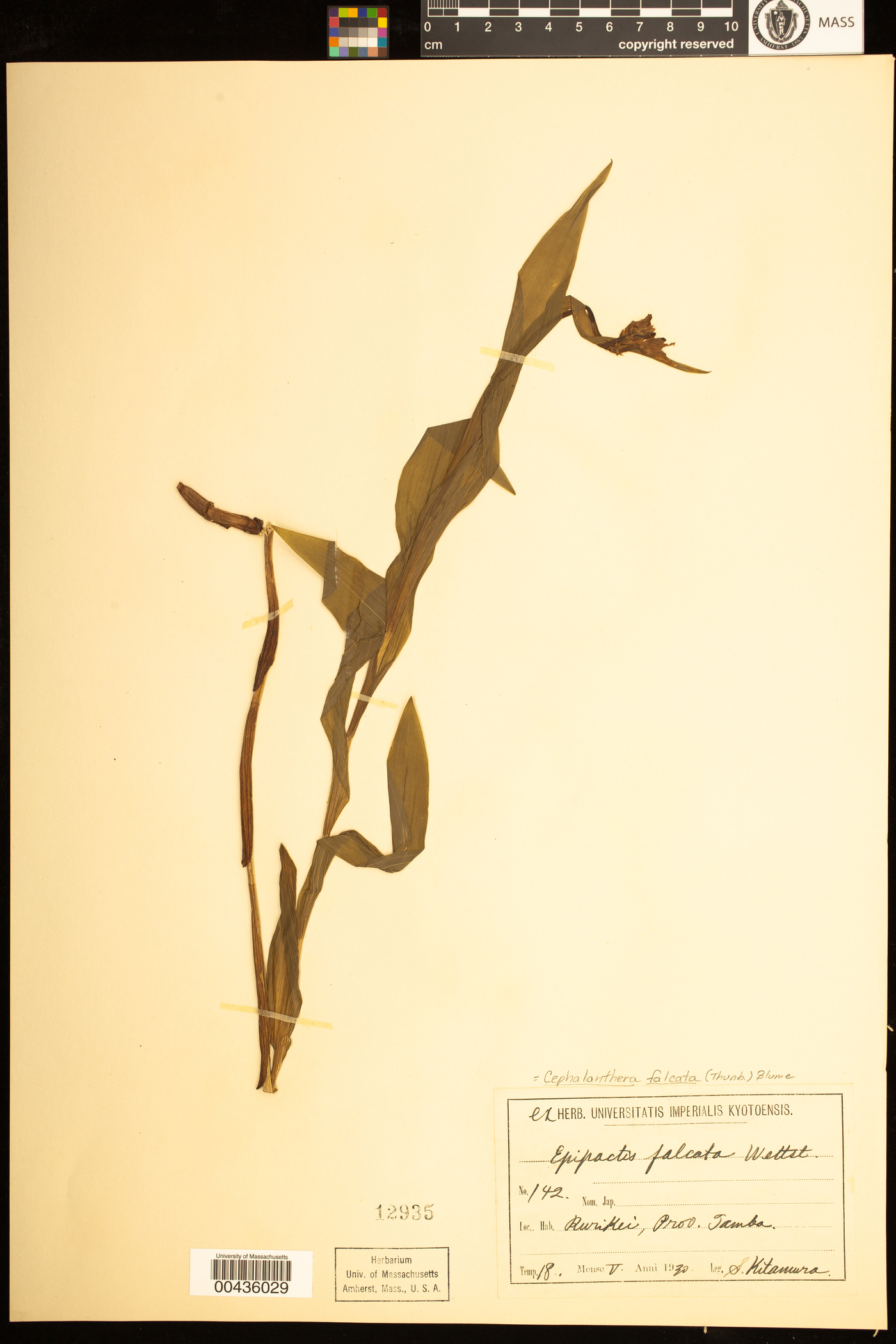 Cephalanthera falcata image