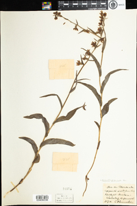 Epipactis purpurata image