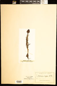 Image of Gymnadenia nigra