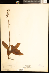 Image of Habenaria distans