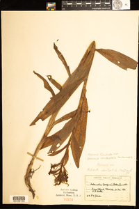 Image of Habenaria floribunda