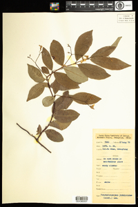 Image of Trachelospermum jasminoides