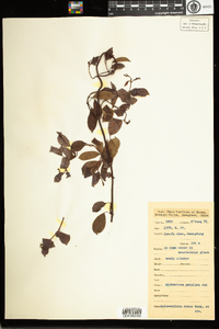 Image of Urceola rosea