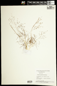 Eragrostis spectabilis image