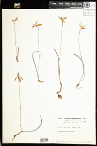 Image of Caladenia carnea