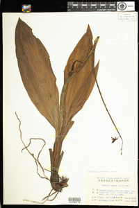 Calanthe graciliflora image