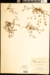 Image of Trifolium trichocalyx