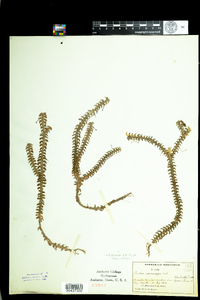 Image of Dichaea pendula