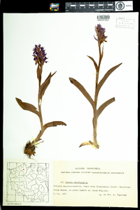 Dactylorhiza incarnata subsp. incarnata image