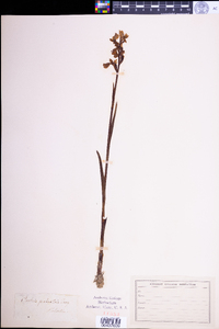 Image of Anacamptis palustris