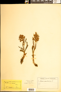 Dactylorhiza romana subsp. romana image