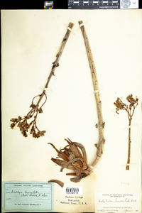 Image of Dudleya lanceolata